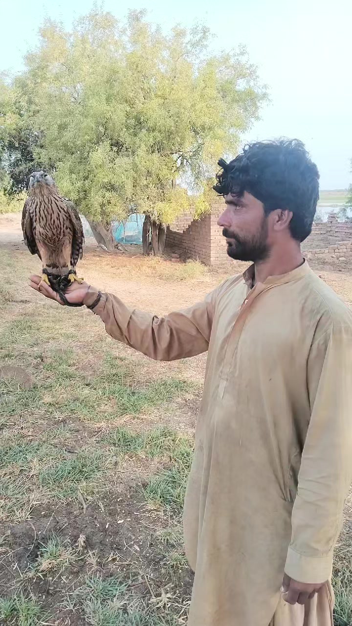 @Rahmtallah