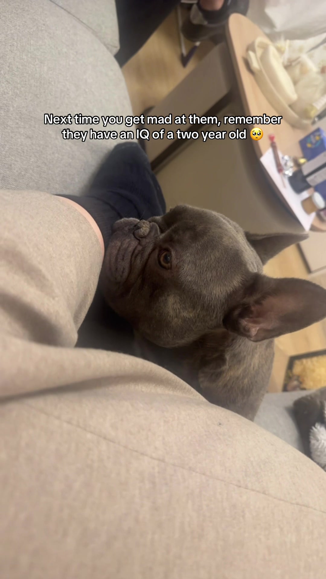 @Bose the frenchie