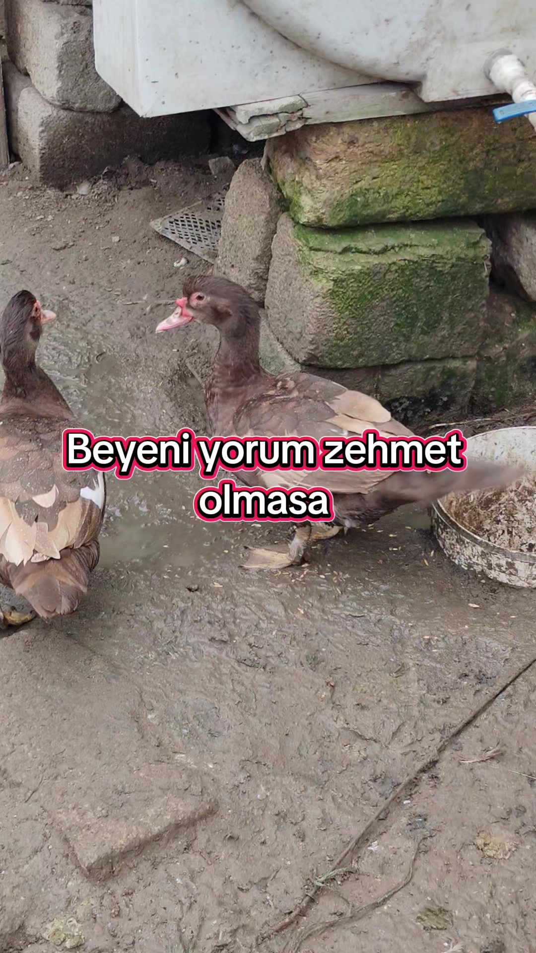 @MAŞTAĞA_QUŞCULUĞ