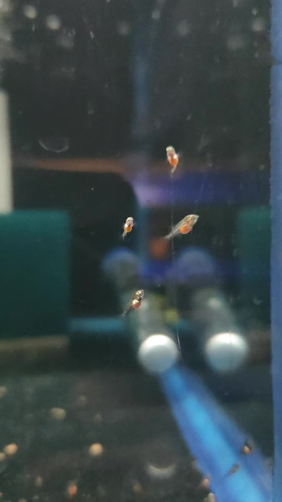 @voyeurs of aquatics
