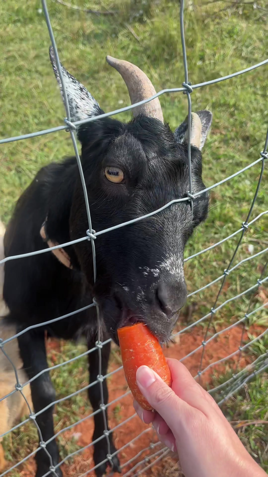 @Mindy | Pretend Farmer
