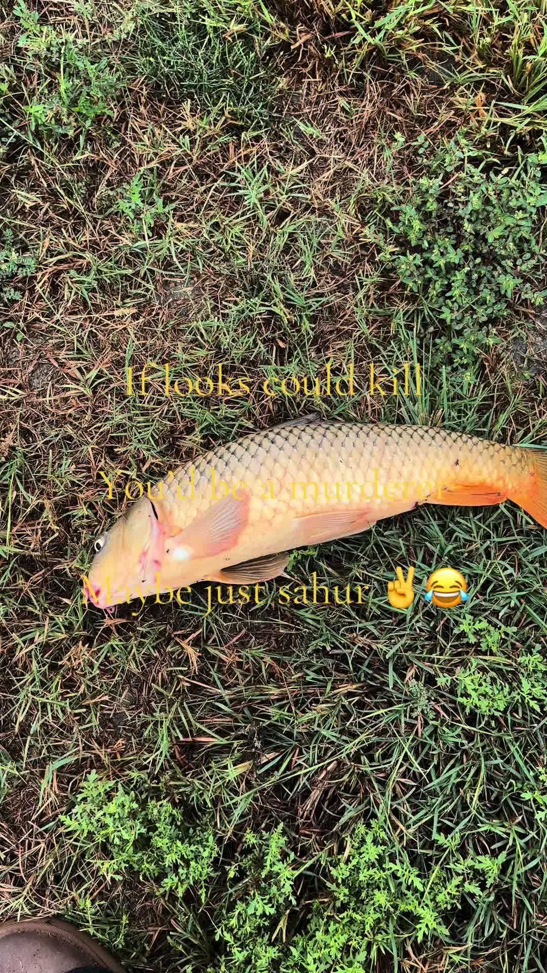 @Areukittenme