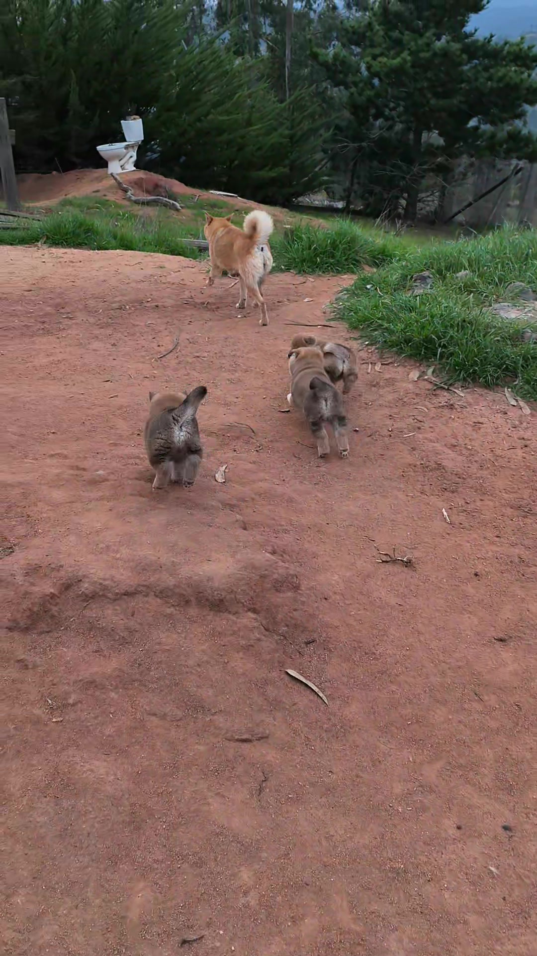 @Demona's Hellhounds Kennel
