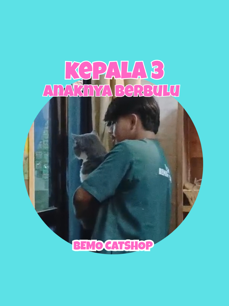 @Bemo Catshop