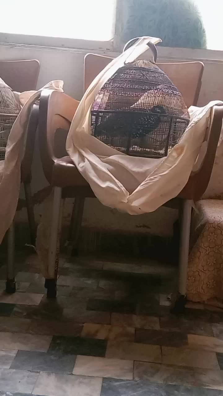 @majidali7