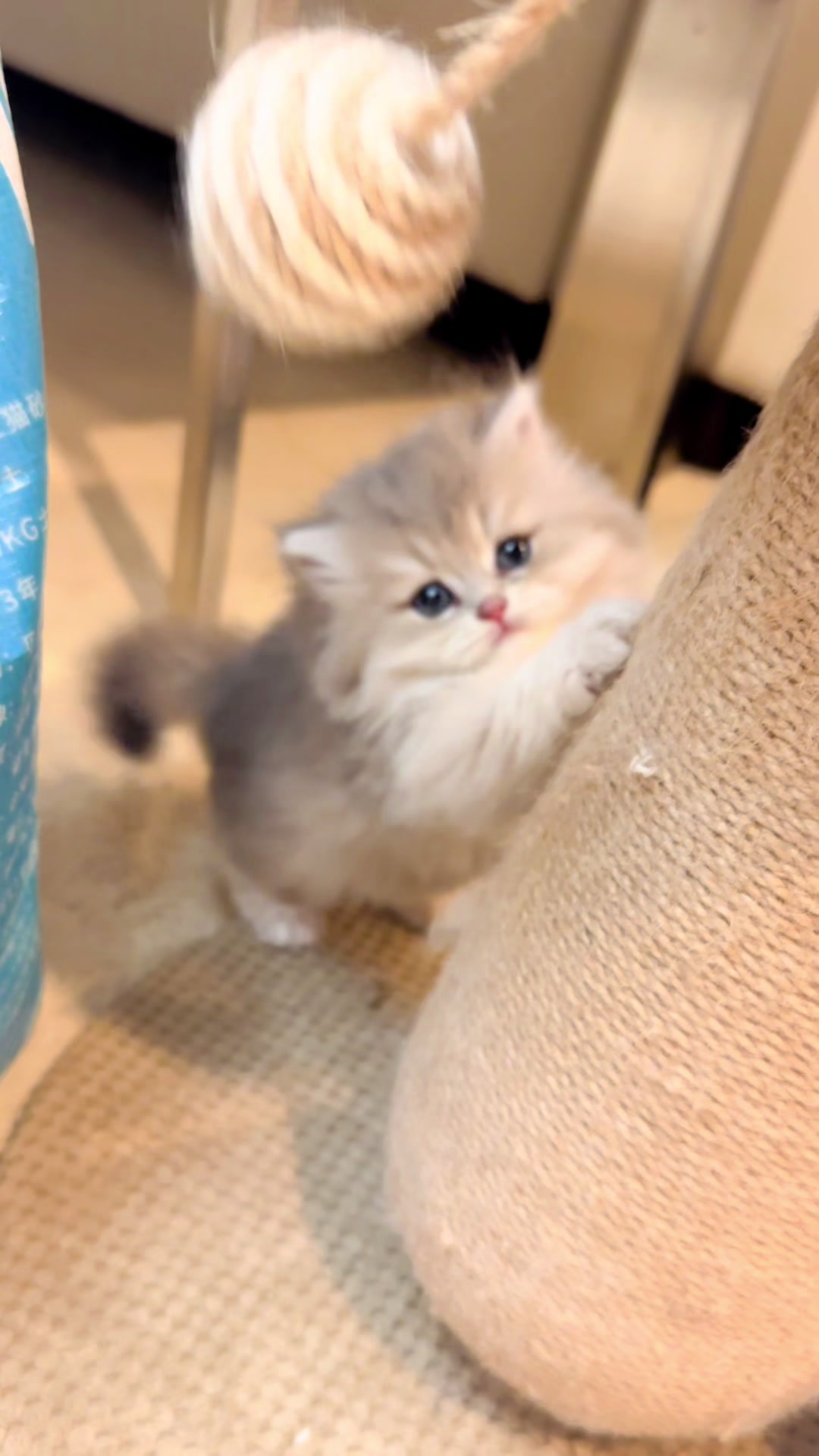 @喵贝贝在大马