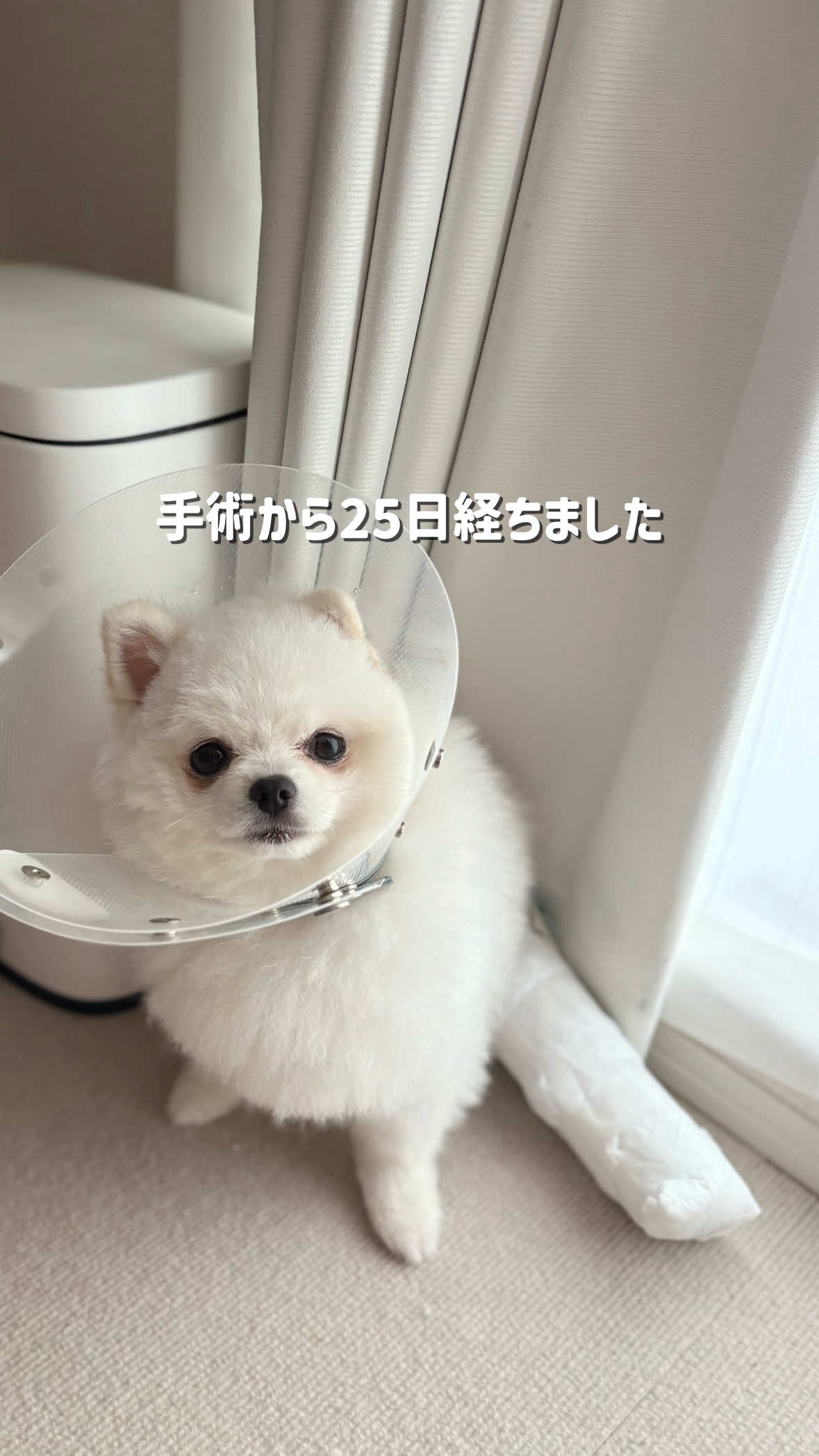 @ポメラニアンのミル🍼