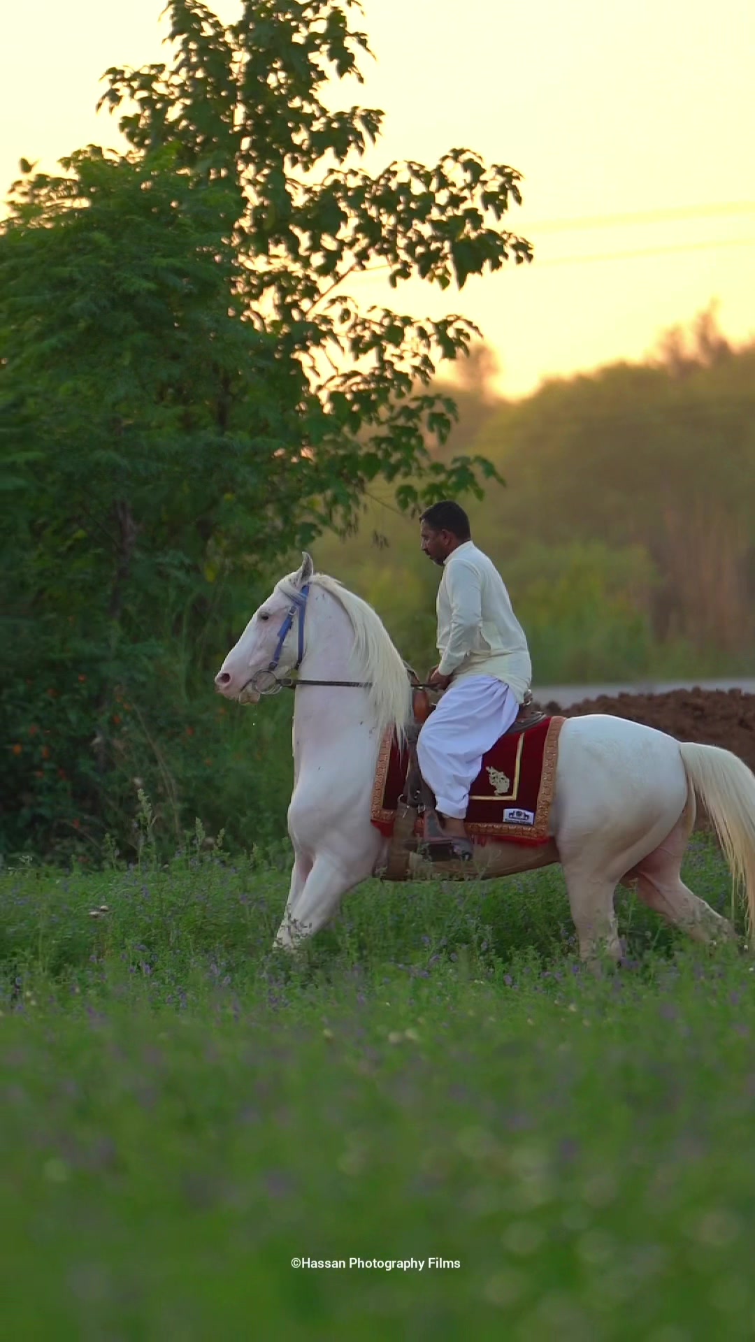 @SUNRISE STUD FARMS RAWALPINDI