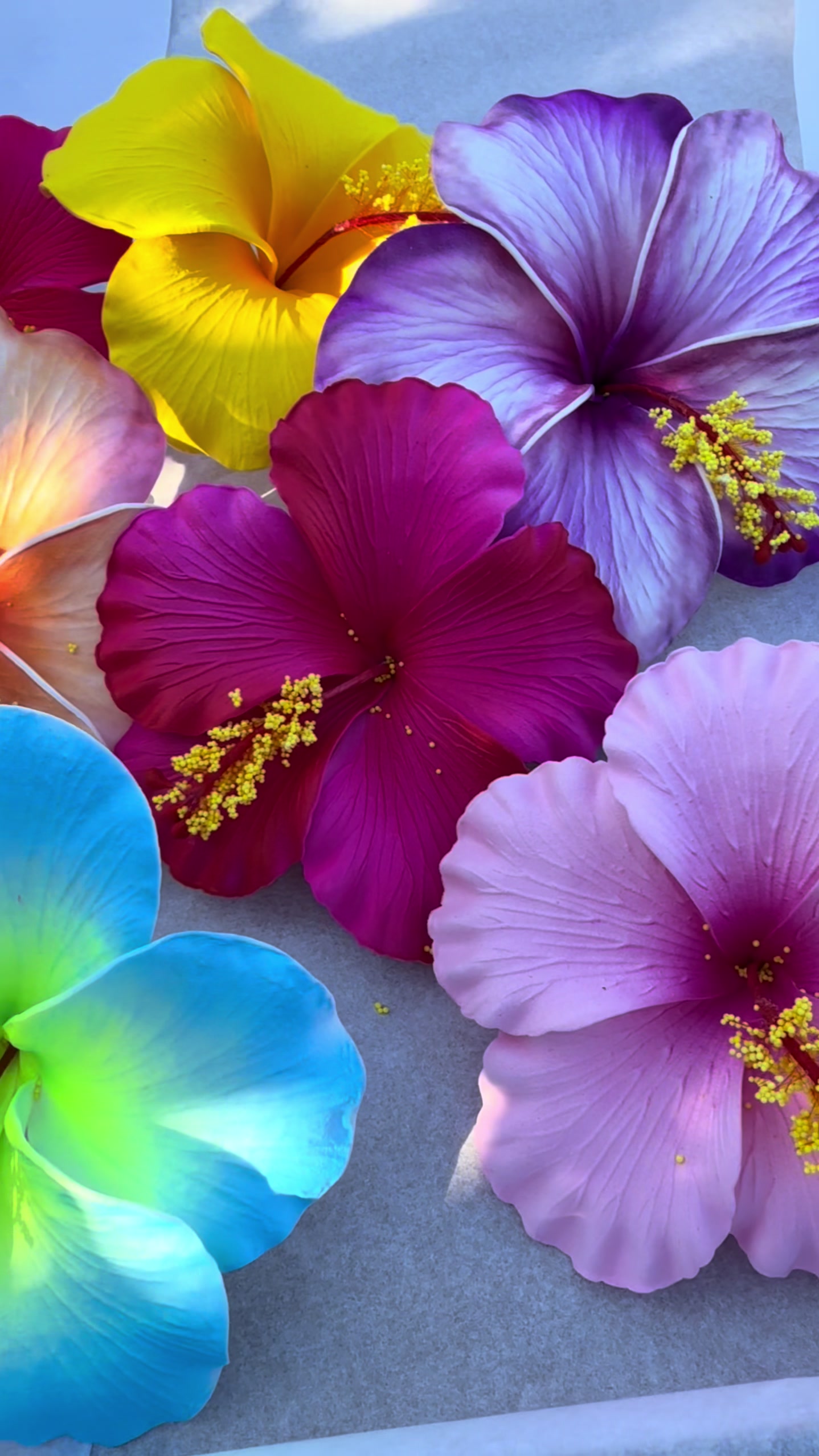 @Island Aesthetica 🌺 Pasifika