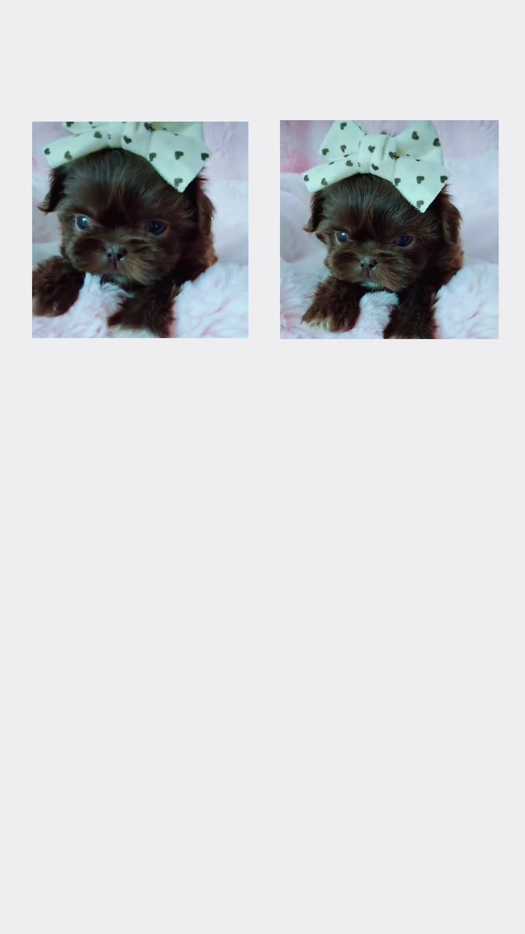 @shihtzulions