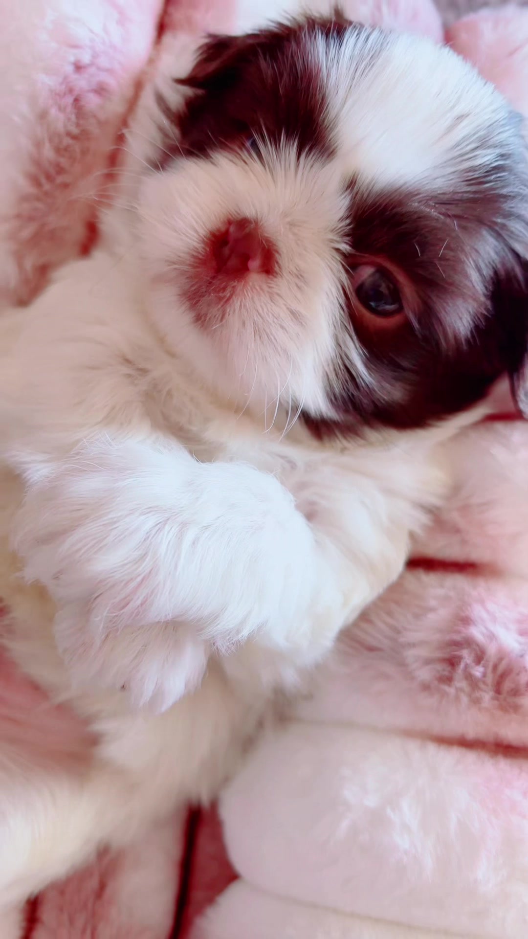 @SHIHTZU SOIRÉE