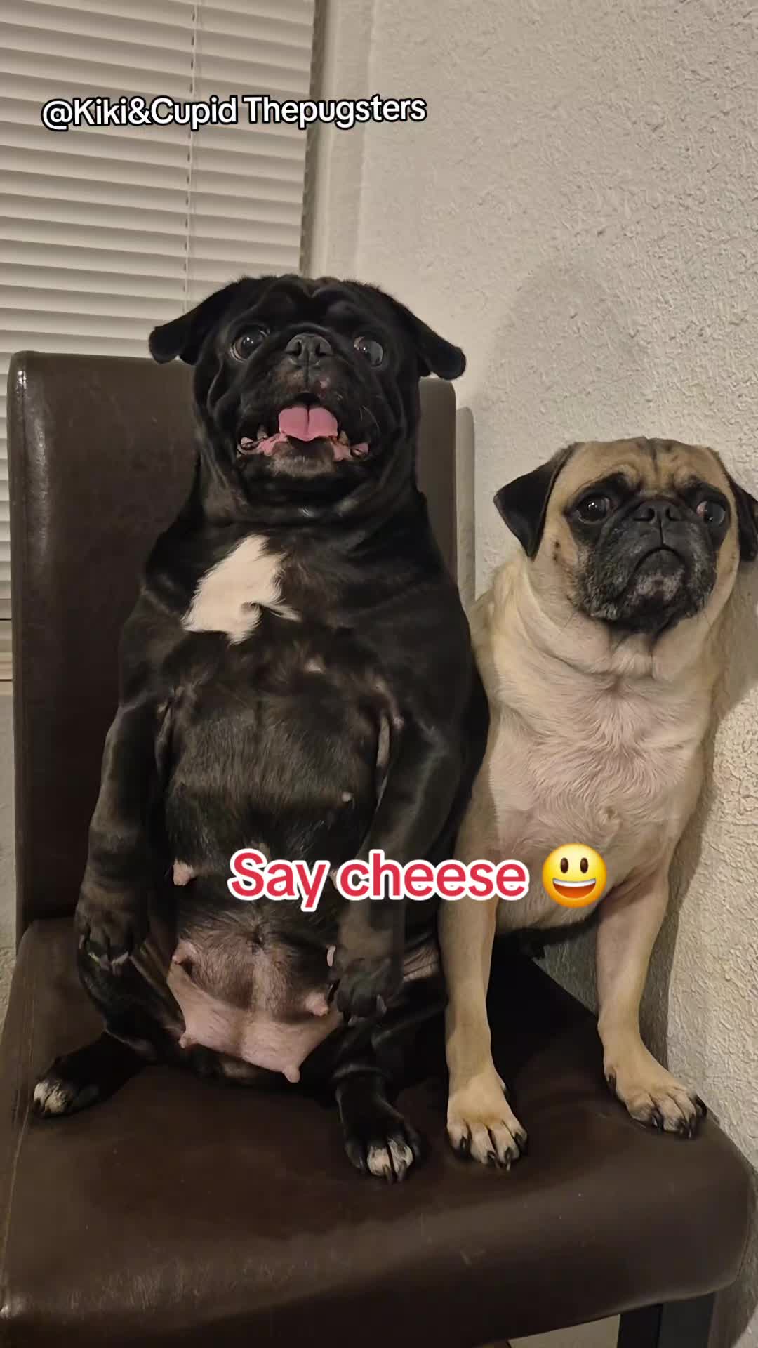 @Kiki&Cupid Thepugster