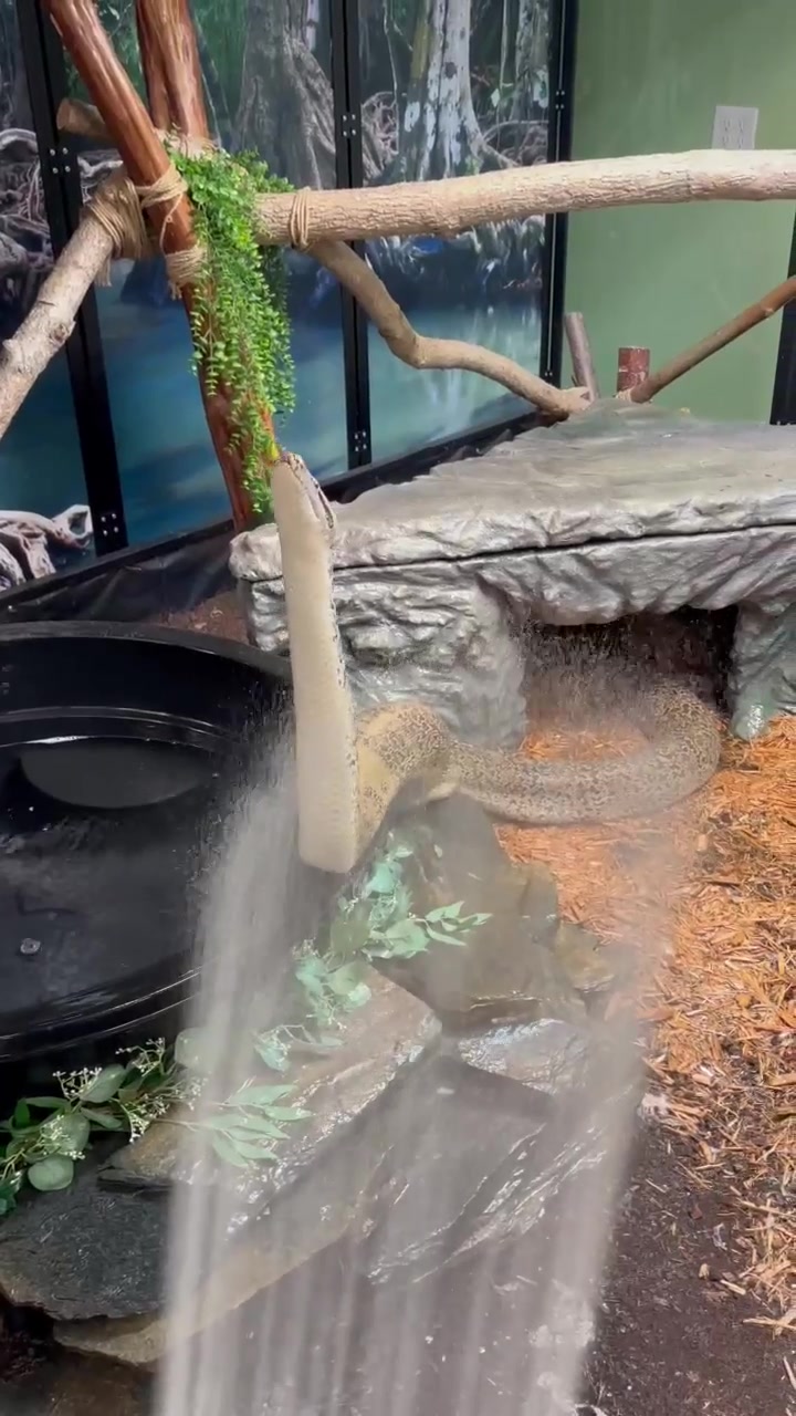 @BeWild Reptile Rescue