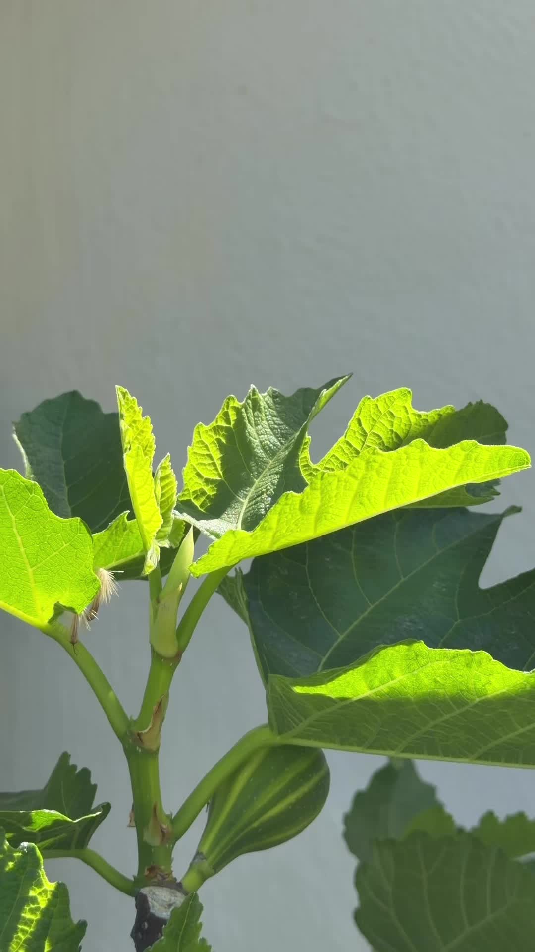 @curlycultivators