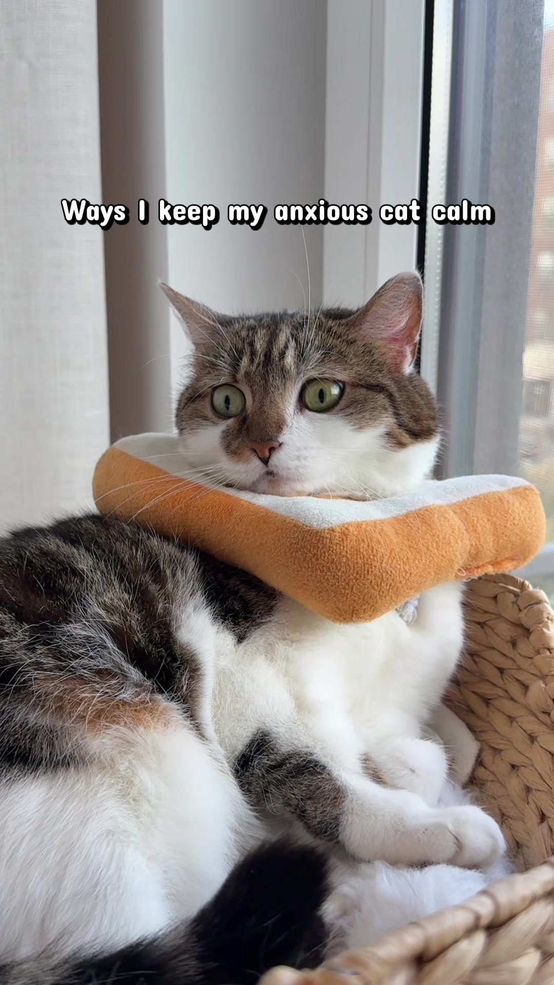 @Suki Purrs