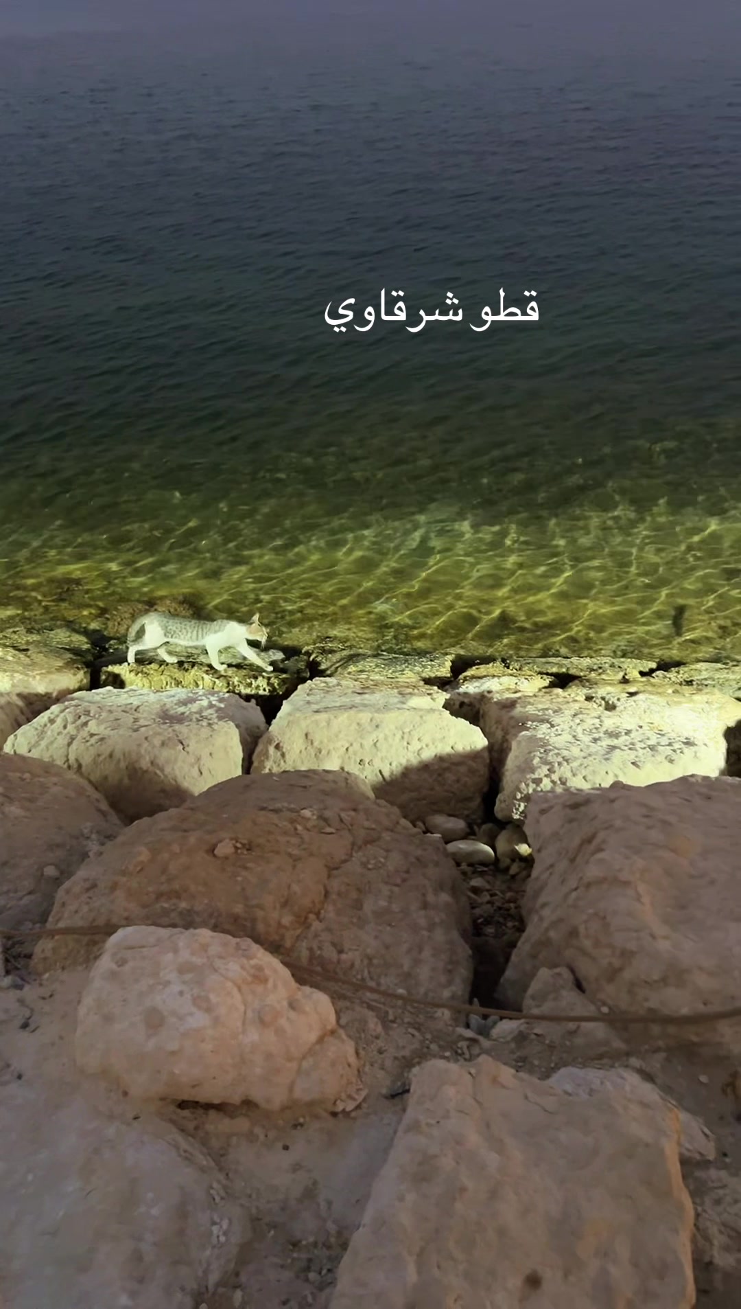 @عبدالله التميمي