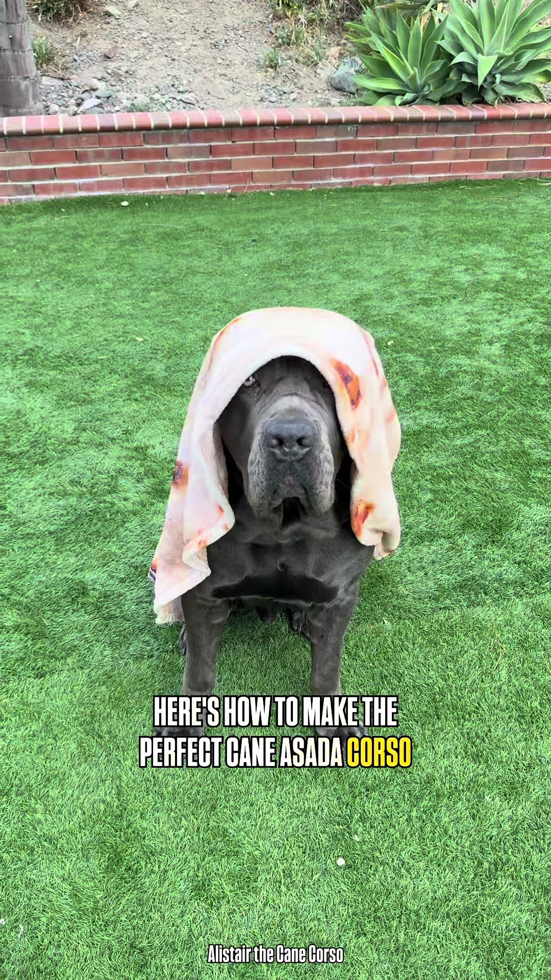 @Alistair the Cane Corso