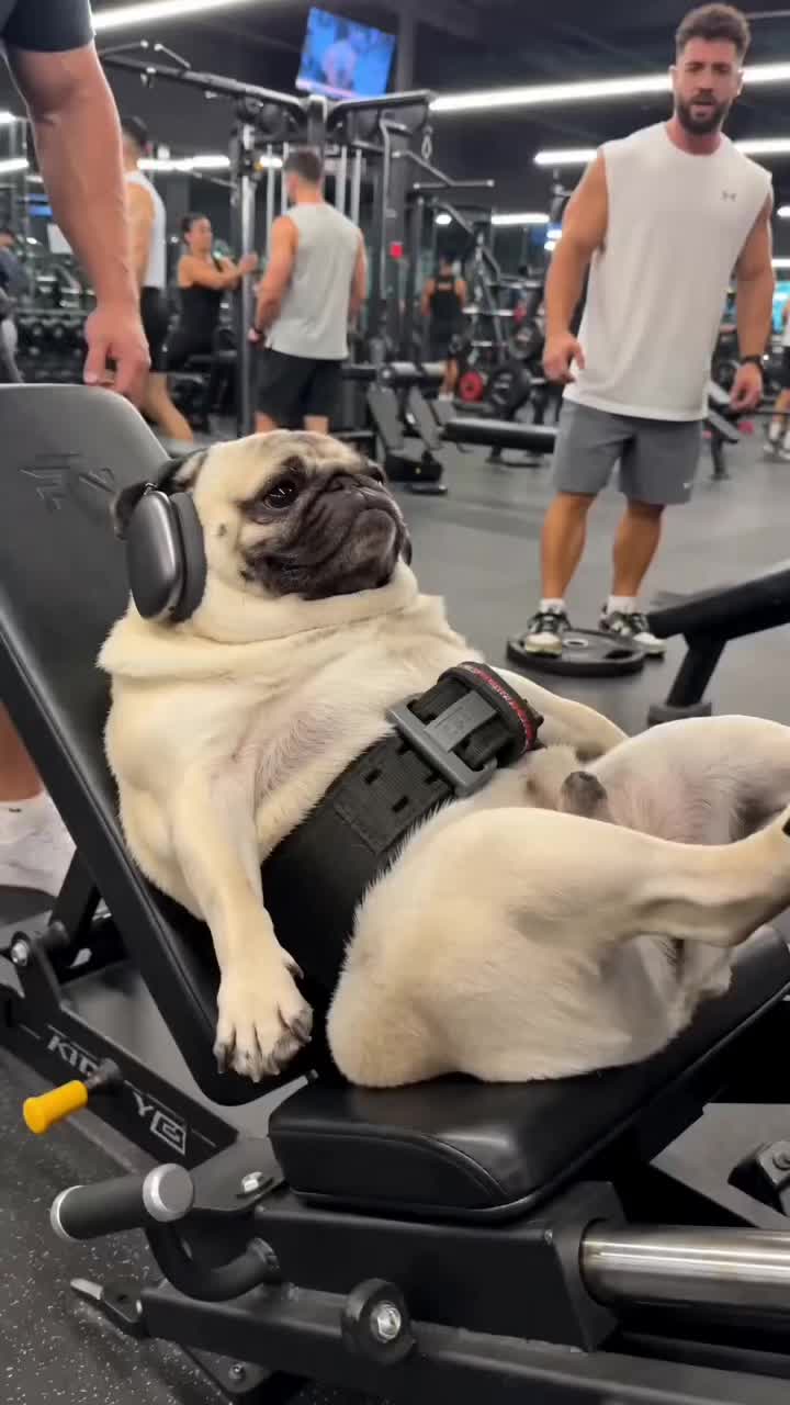@Lucas The Pug