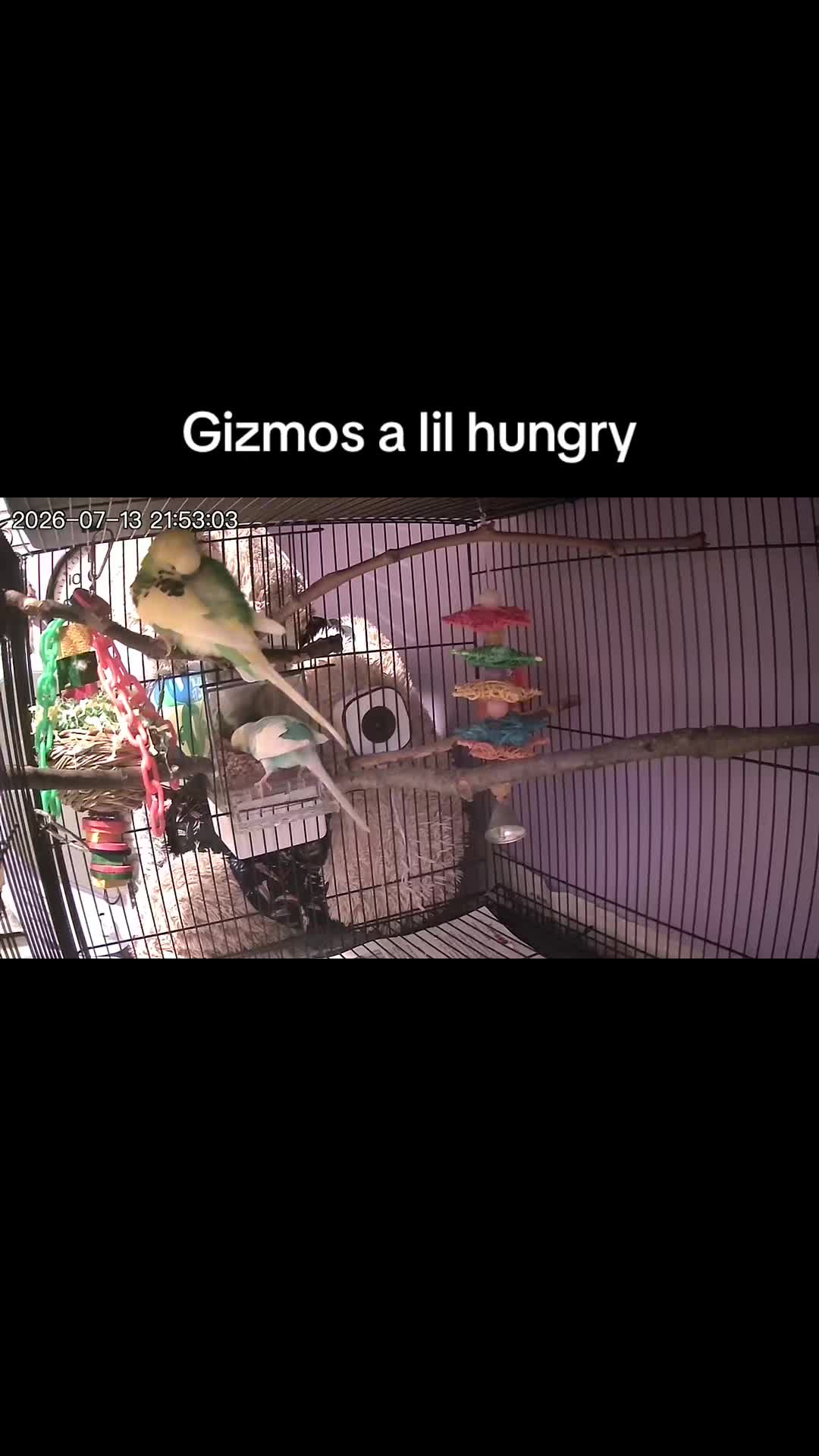 @Kiwi and Gizmo