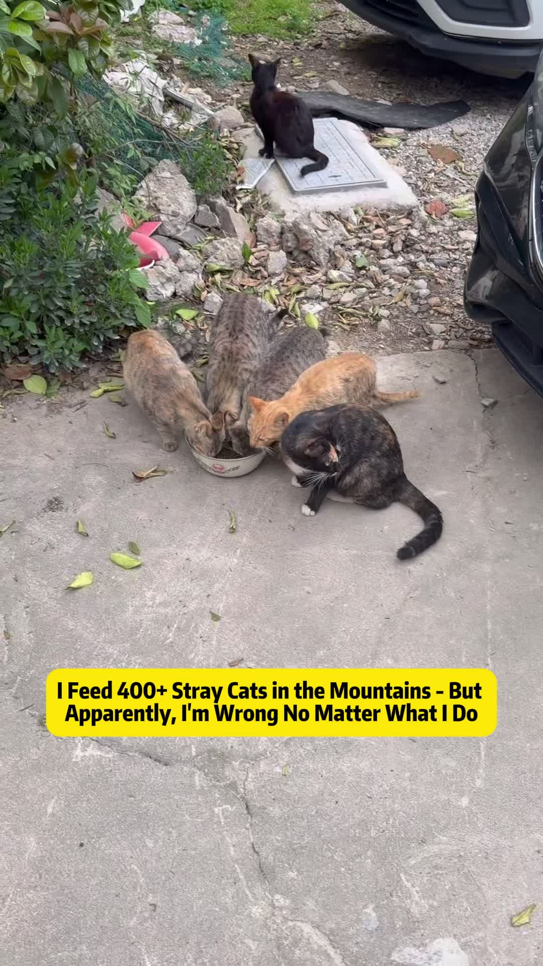 @Stray Cat Talkz
