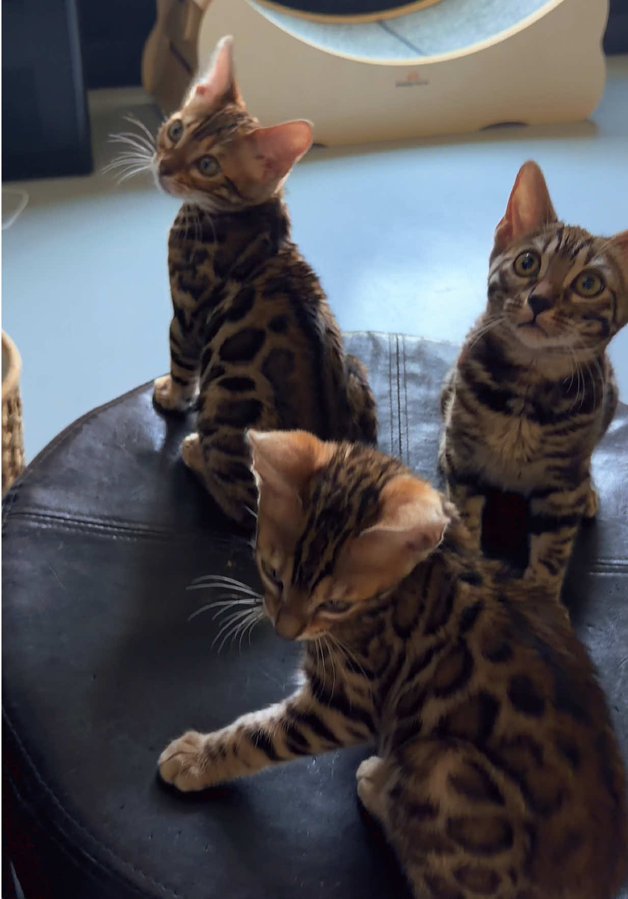 @ＢＥＮＧＡＬ&Iacute;&emsp;ＬＥＯＰＡＲＤＳ