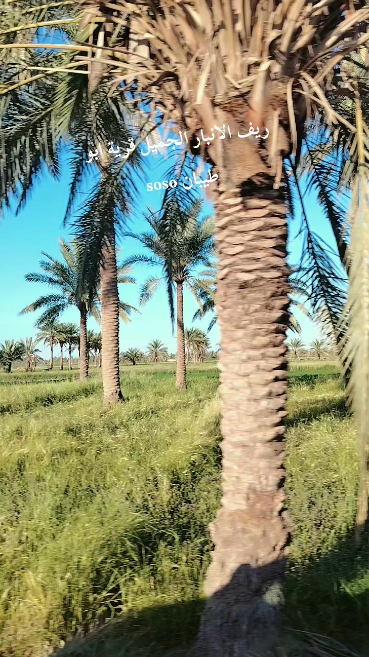 @سولاف امين الكربولي
