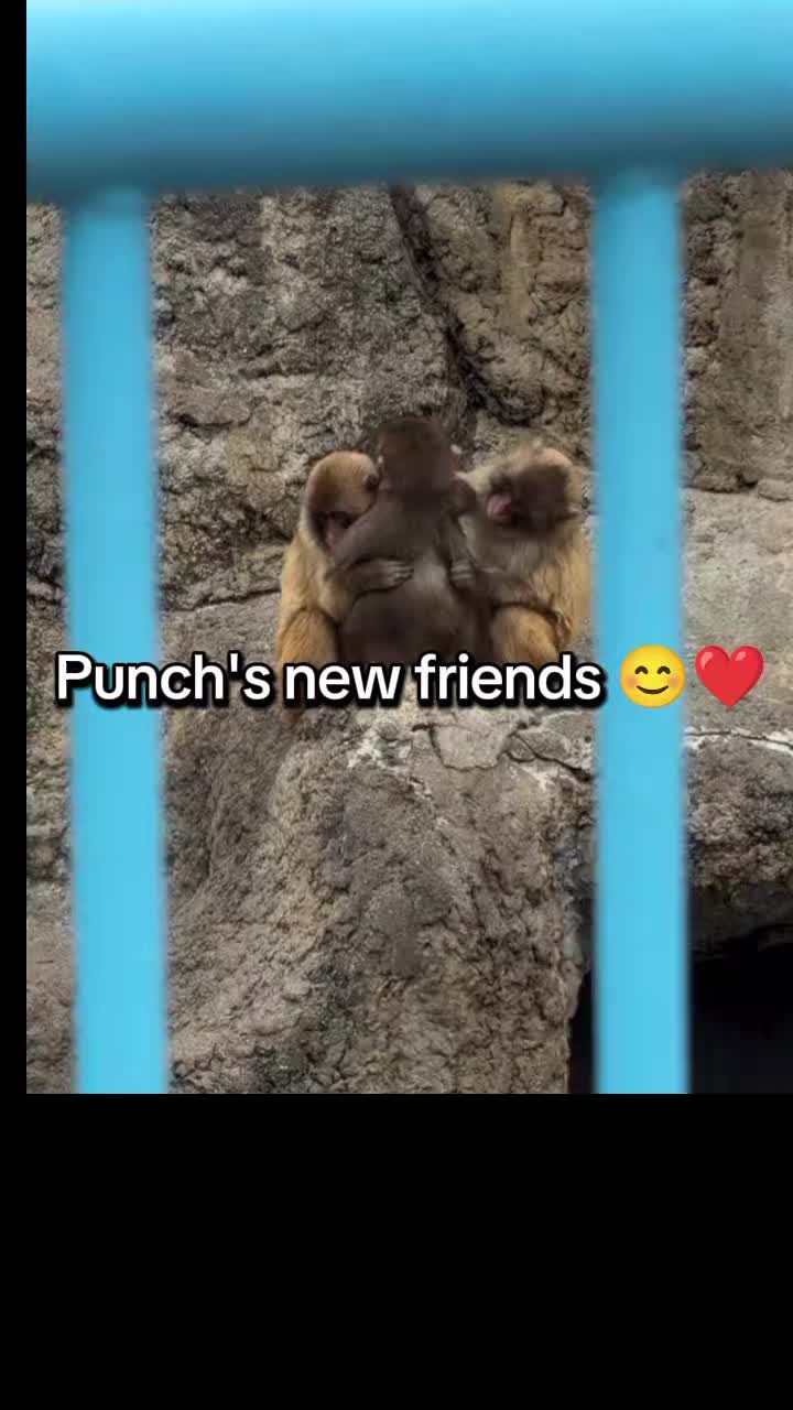 @Thepunchmonkey.com