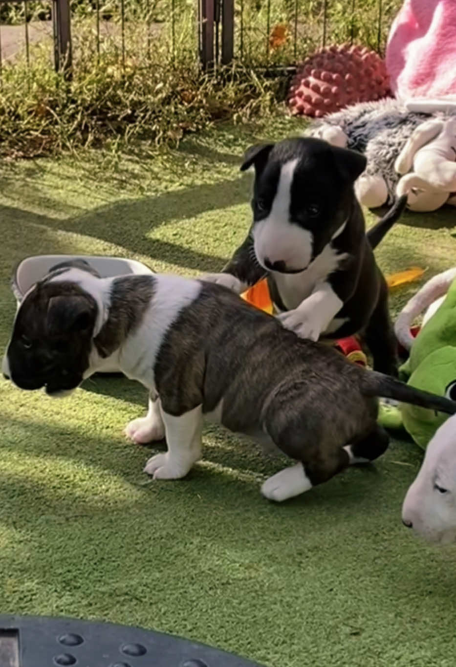 @Terra_Viva_minibullterrier