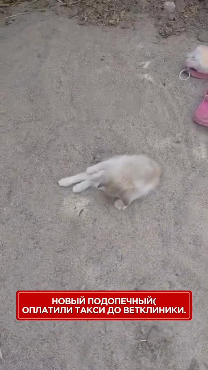 @Приют Ковчег Кыргызстан