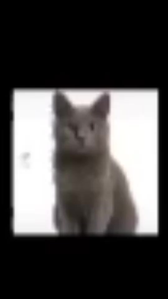 @кот гопник