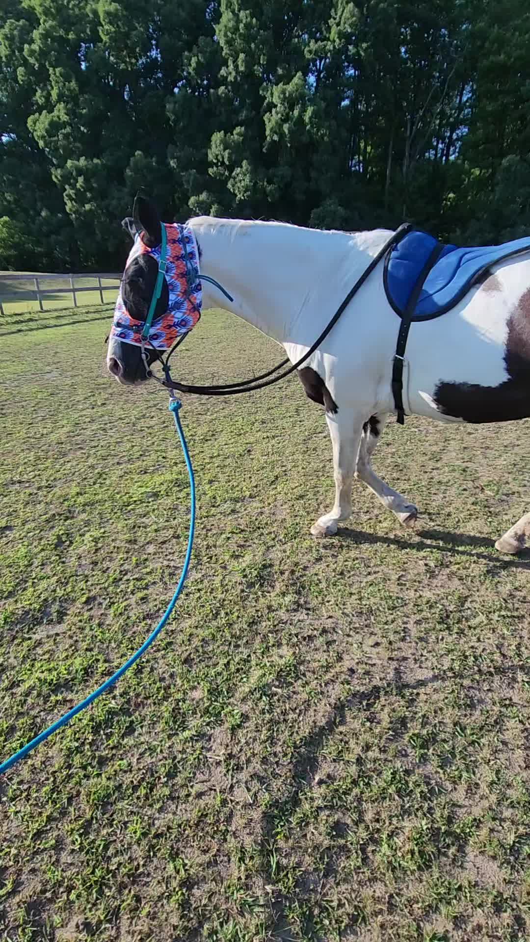 @minihorsemomandtrainer🐴🐴🐴🐴