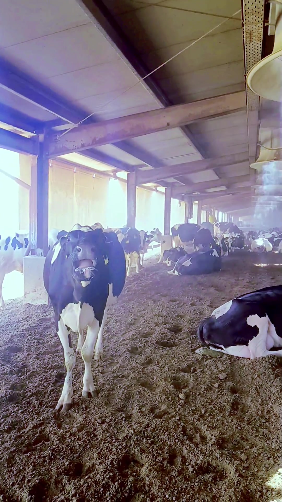 @Cows Farm