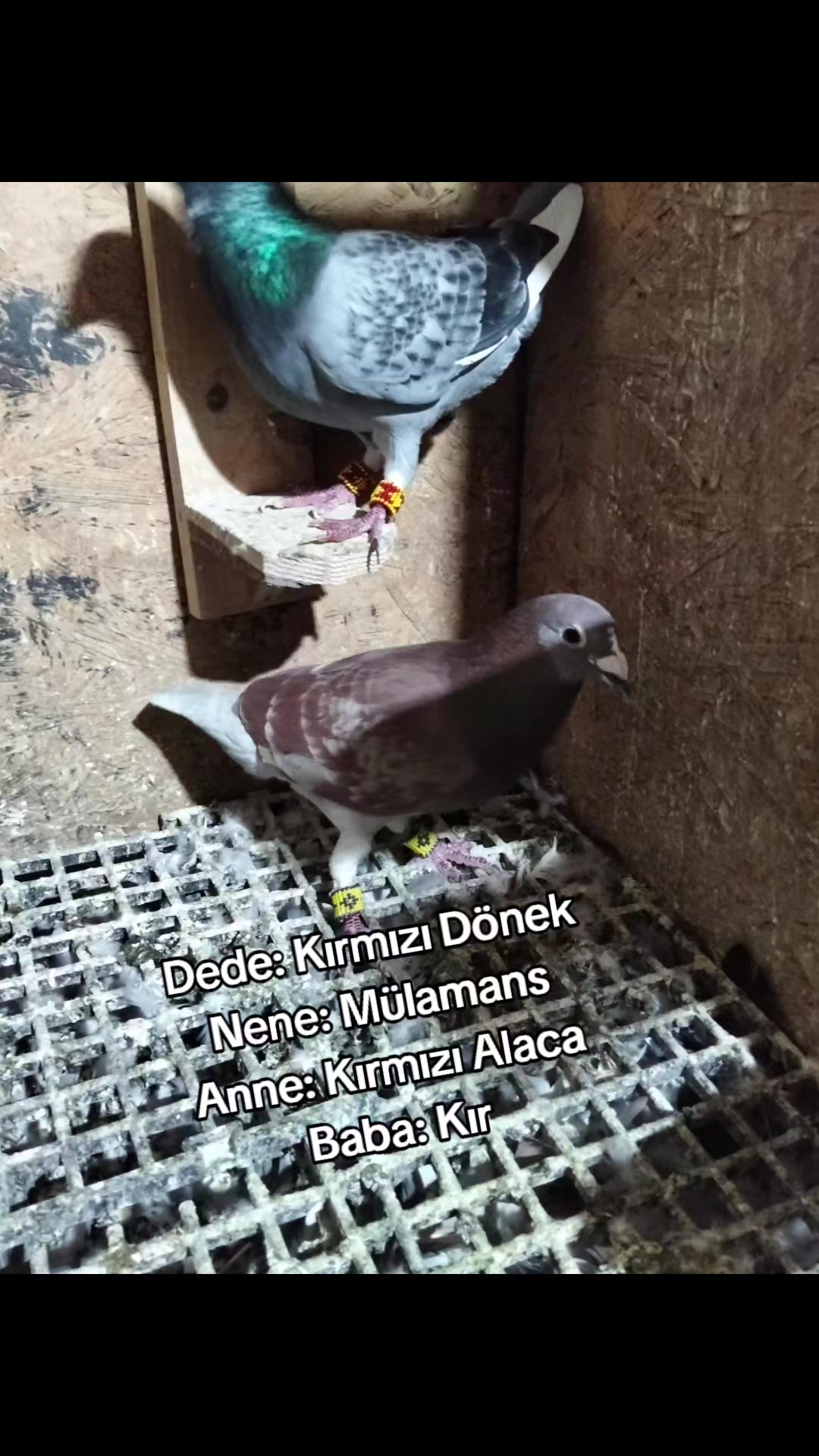 @Ertuğrul&Alparslan(Doktor)