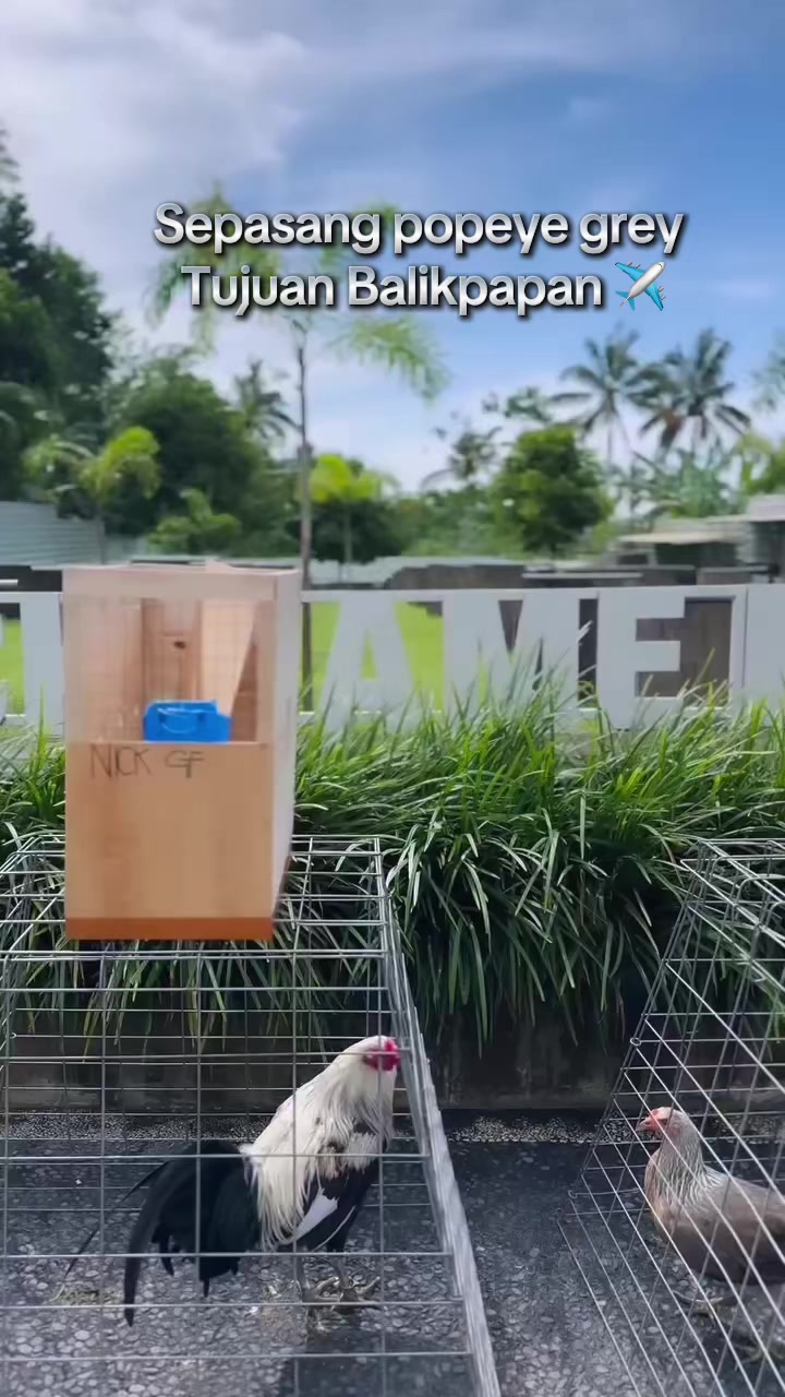 @NICK GAMEFARM