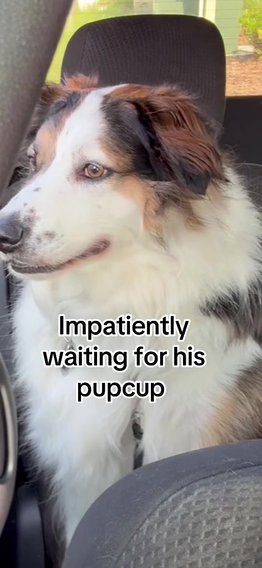 @hankanddollyrescuedogs