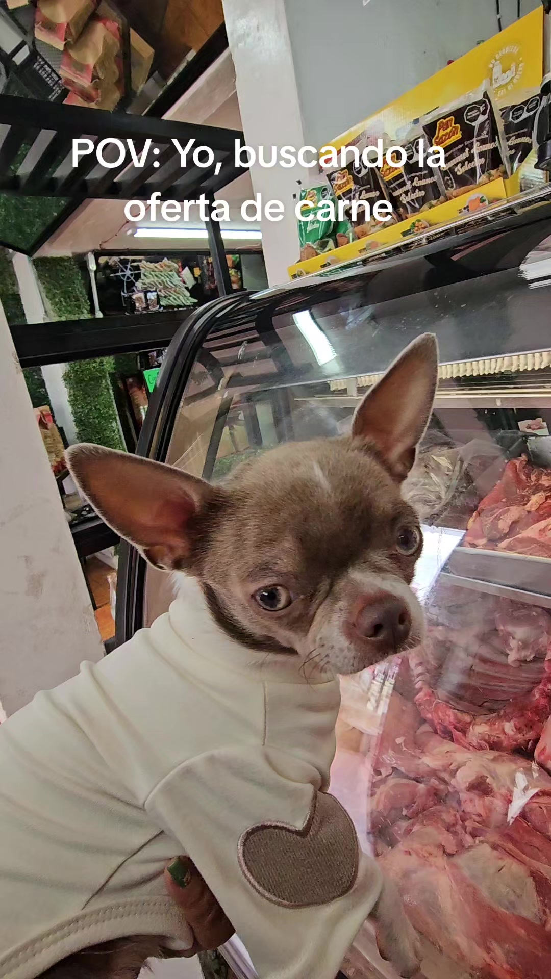 @RufinaChihuahua