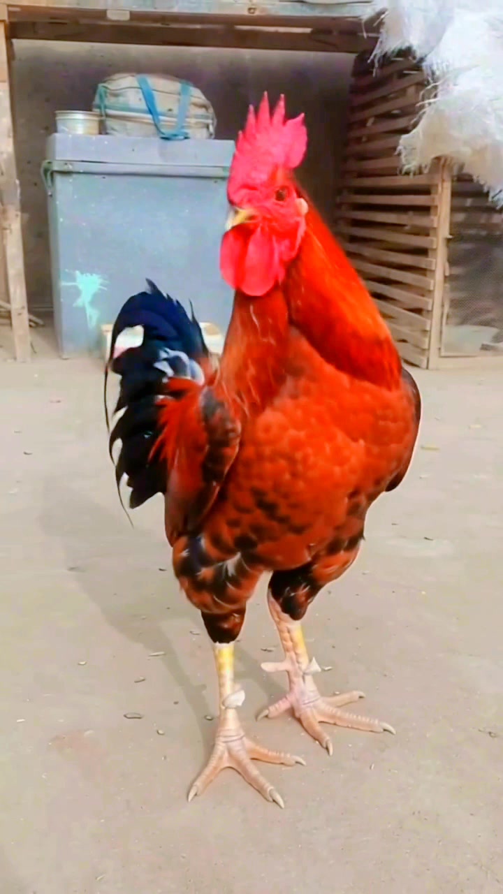 @A𝙞 𝙗𝙖𝙣𝙜𝙡𝙖