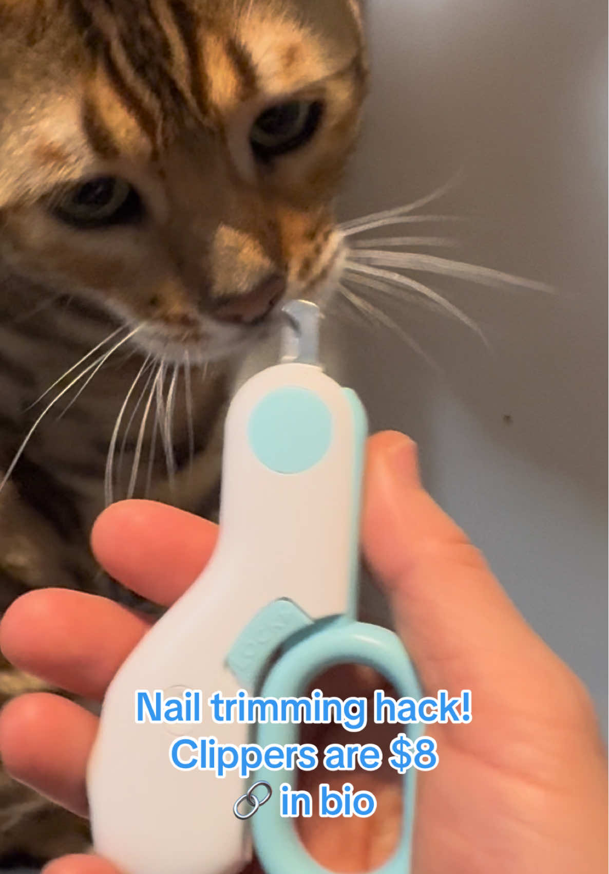 @George_The_Bengal_Cat