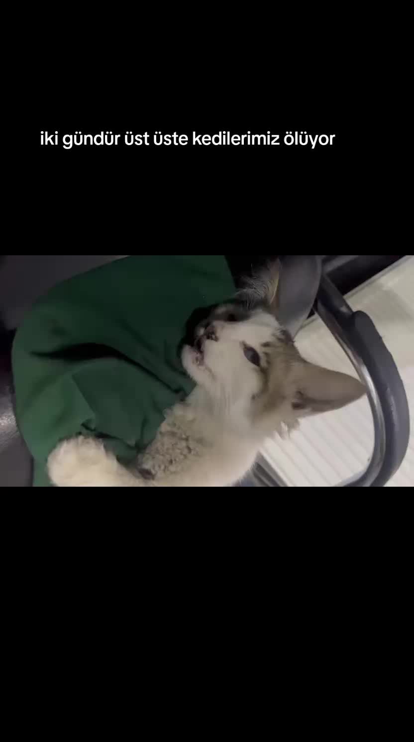 @MAVİİ🐾ALİŞŞ