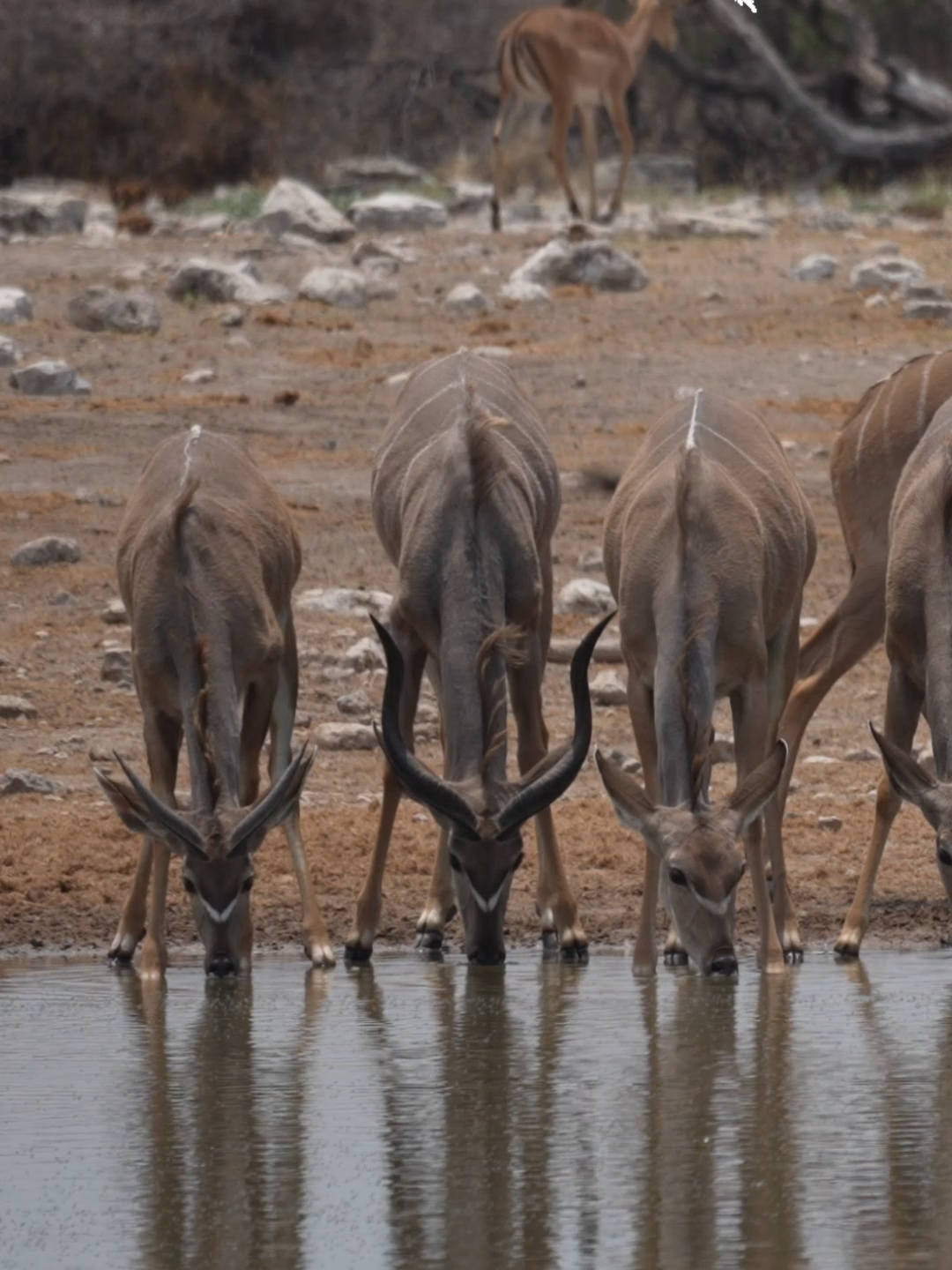 @Madbookings Travel Namibia