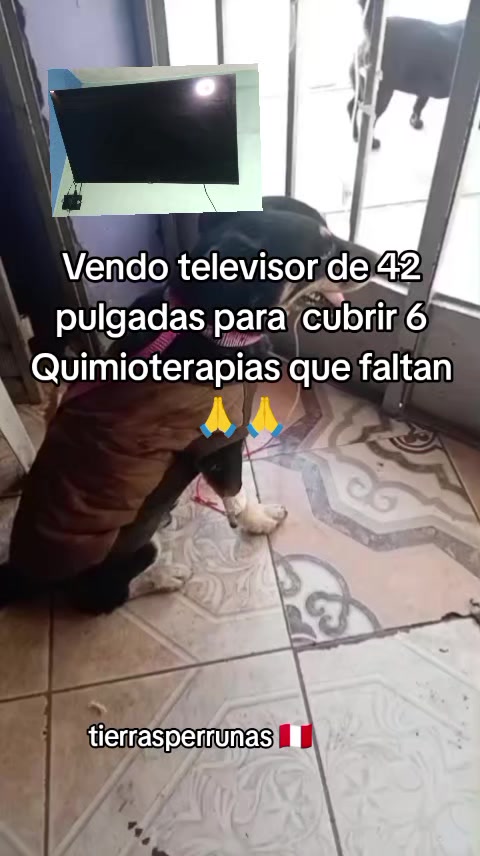 @Asociación T.Perrunas🐕🐈🇵🇪