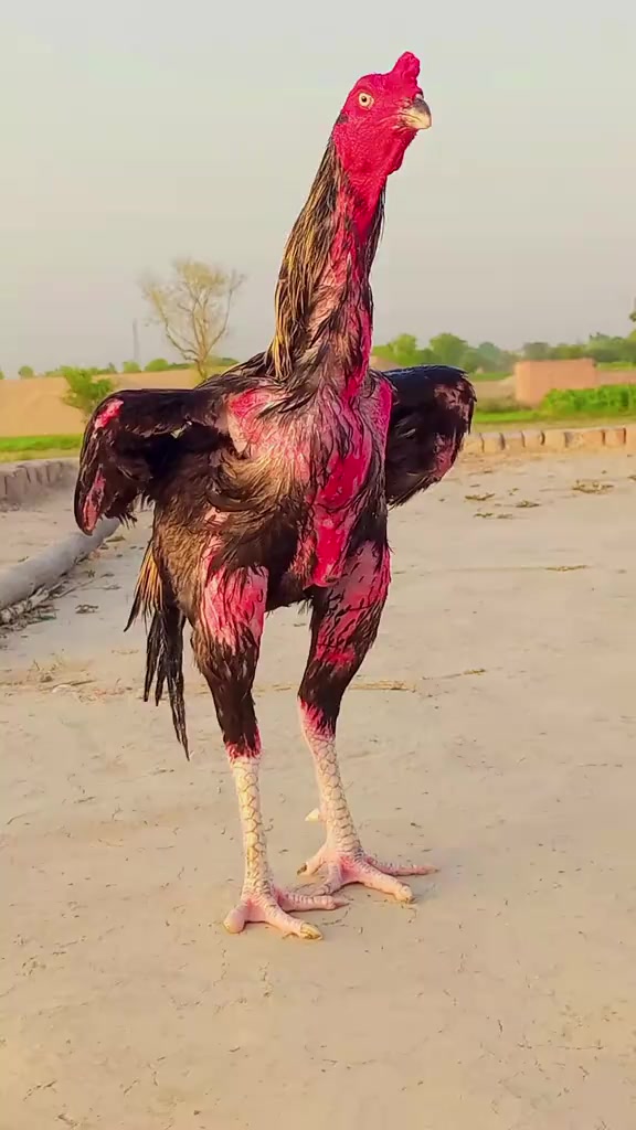 @aliraza777