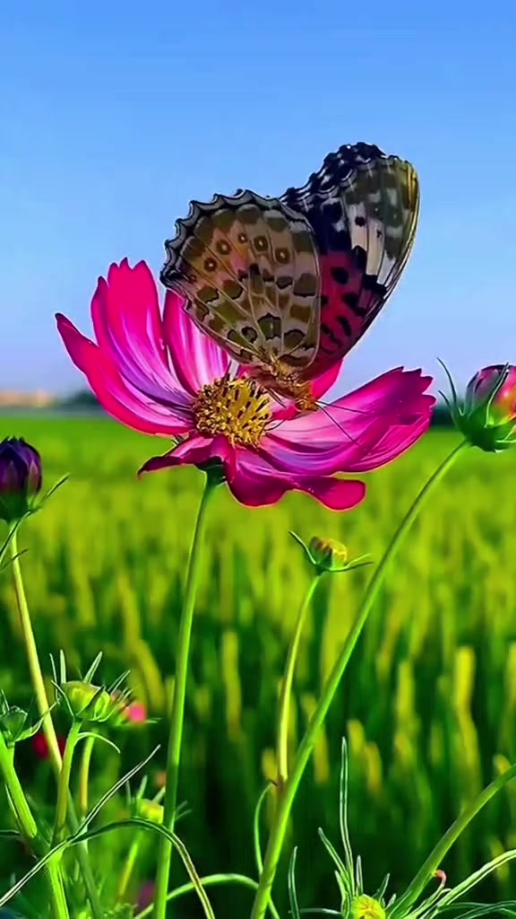 @✿☞🆎___Tumi full Ami pata 🆎&reg;️