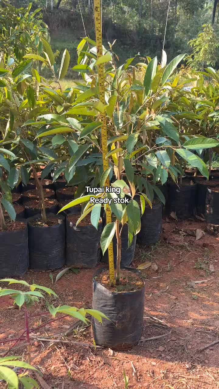 @𝑮𝑶𝑵 𝑫𝑼𝑹𝑰𝑨𝑵 𝑭𝑨𝑹𝑴