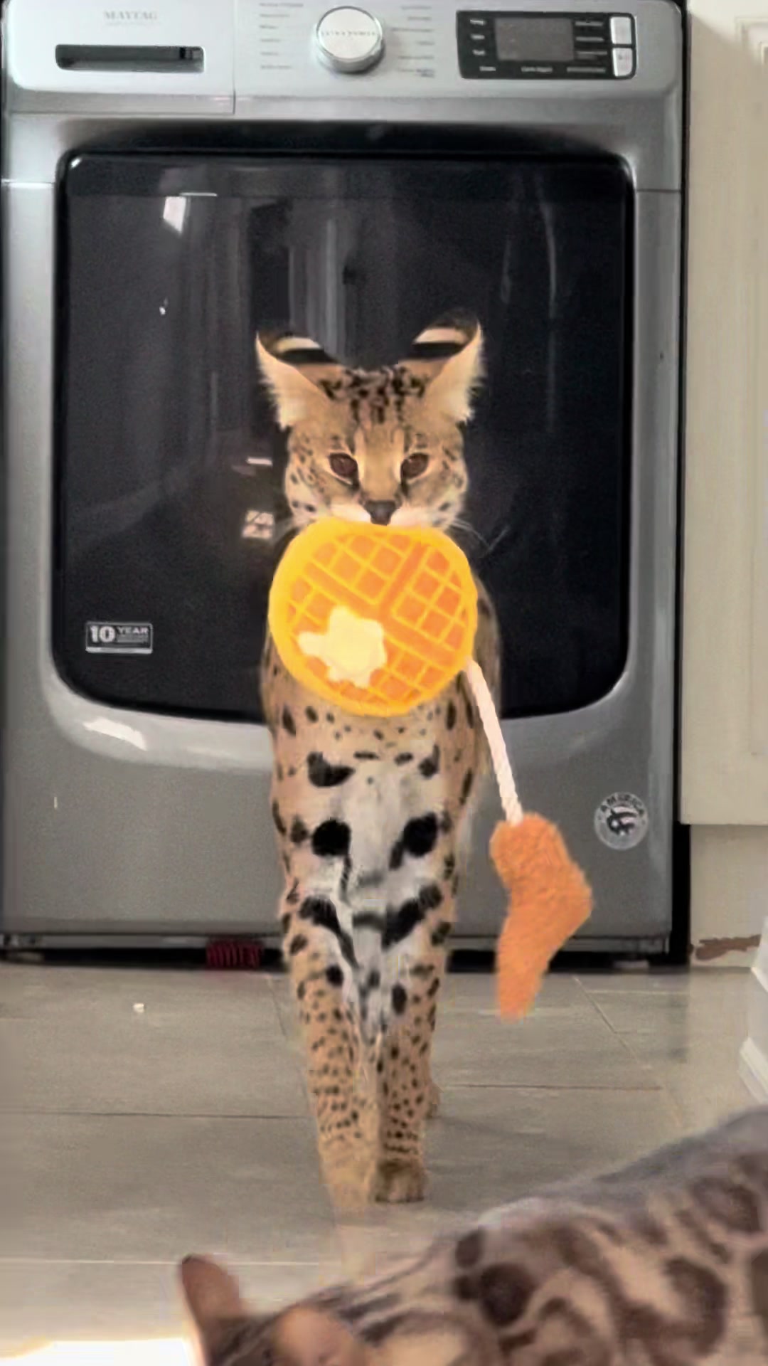 @milo the serval