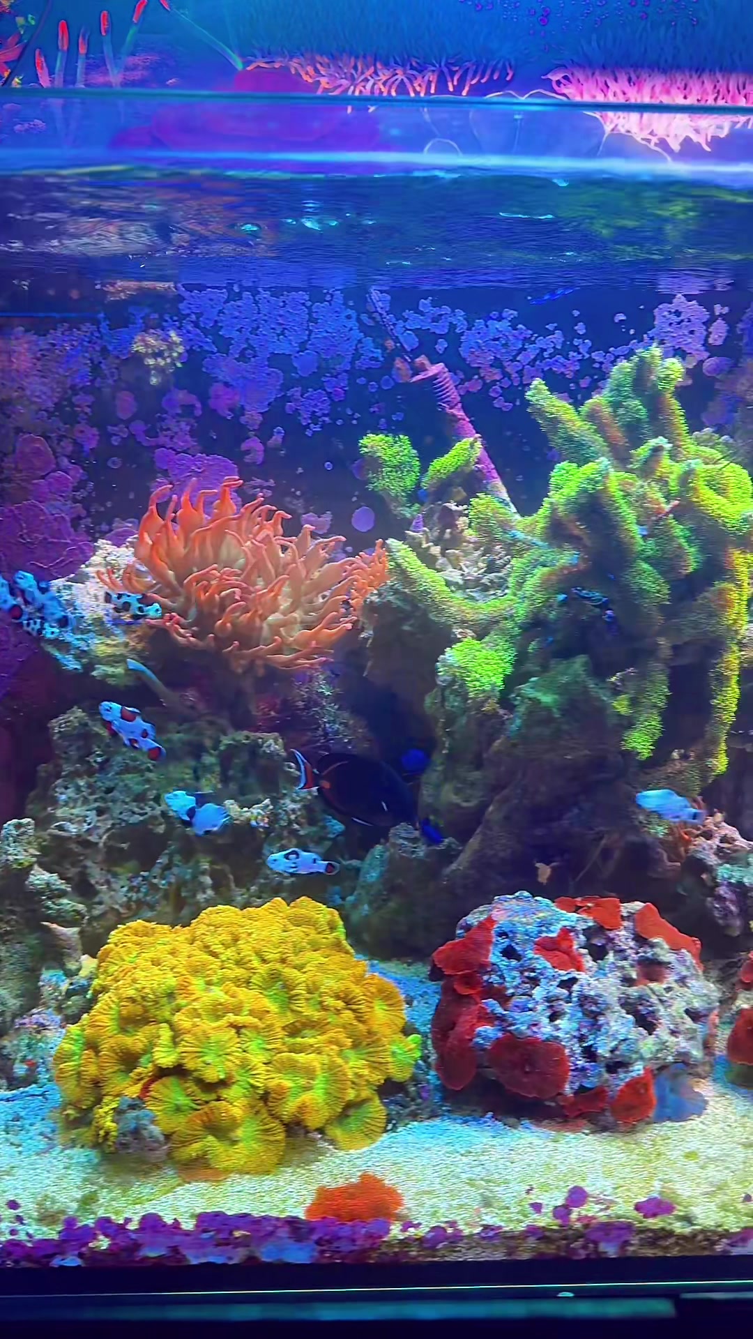 @Palmetto Reef