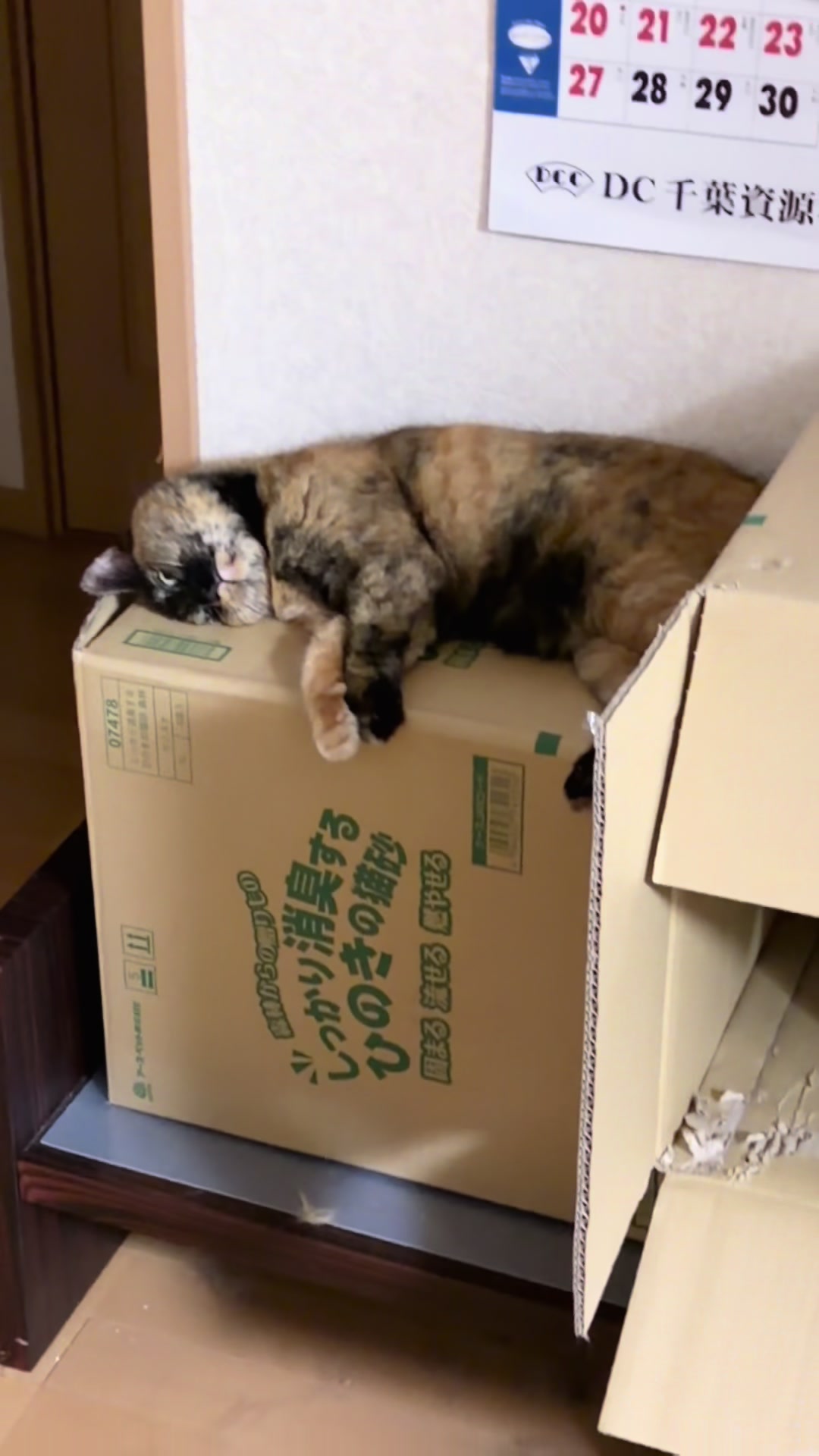 @🐈もこぶん🎸