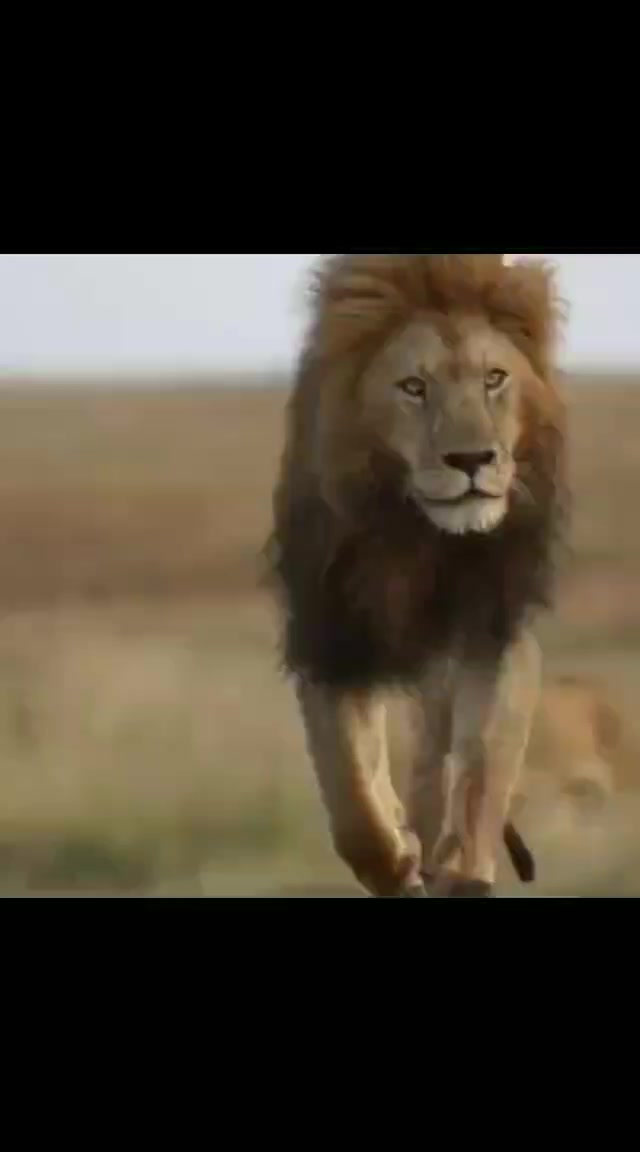 @LION MOTIVATION 🇨🇩🇨🇩🇨🇩