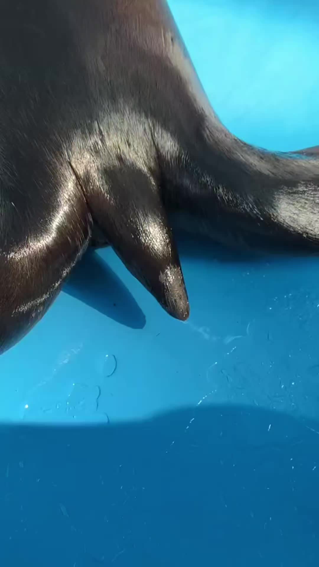 @Seal