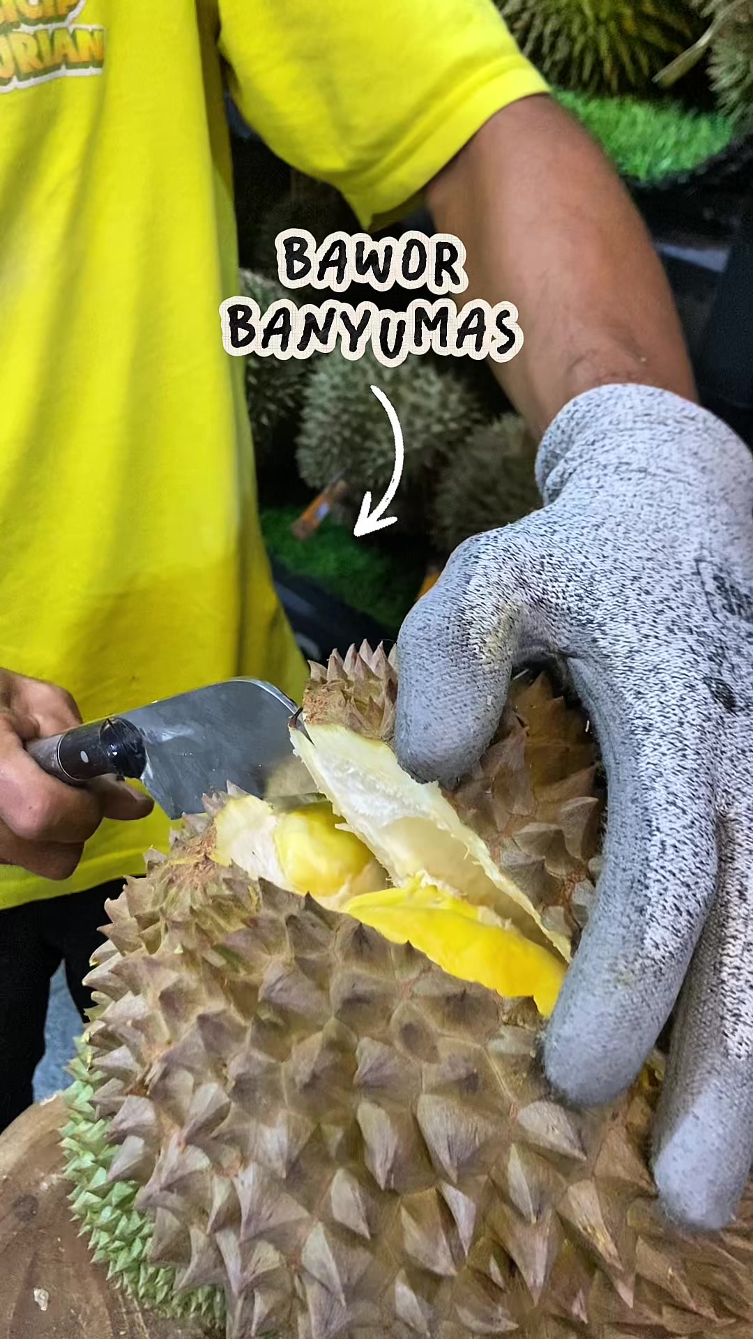 @CICIP DURIAN